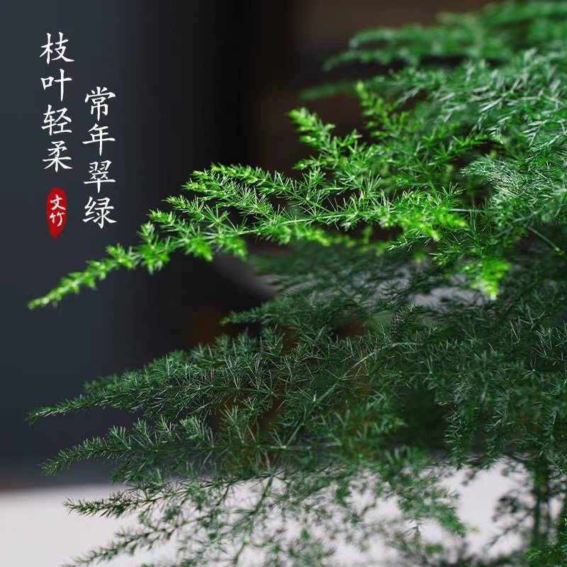 文竹盆栽绿植室内客厅好养活四季常青桌面小盆景美观云竹雅致美观,鲜花速递/花卉仿真/绿植园艺,绿植,淘宝优惠券,粉丝福利购,淘宝优惠卷