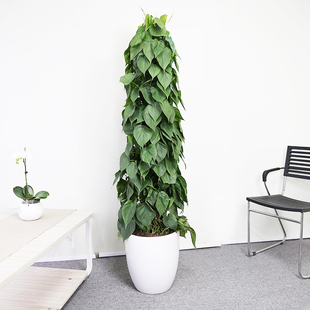 芳心草室内植物心叶藤绿萝盆栽办公室除甲醛净化空气大型绿植花卉
