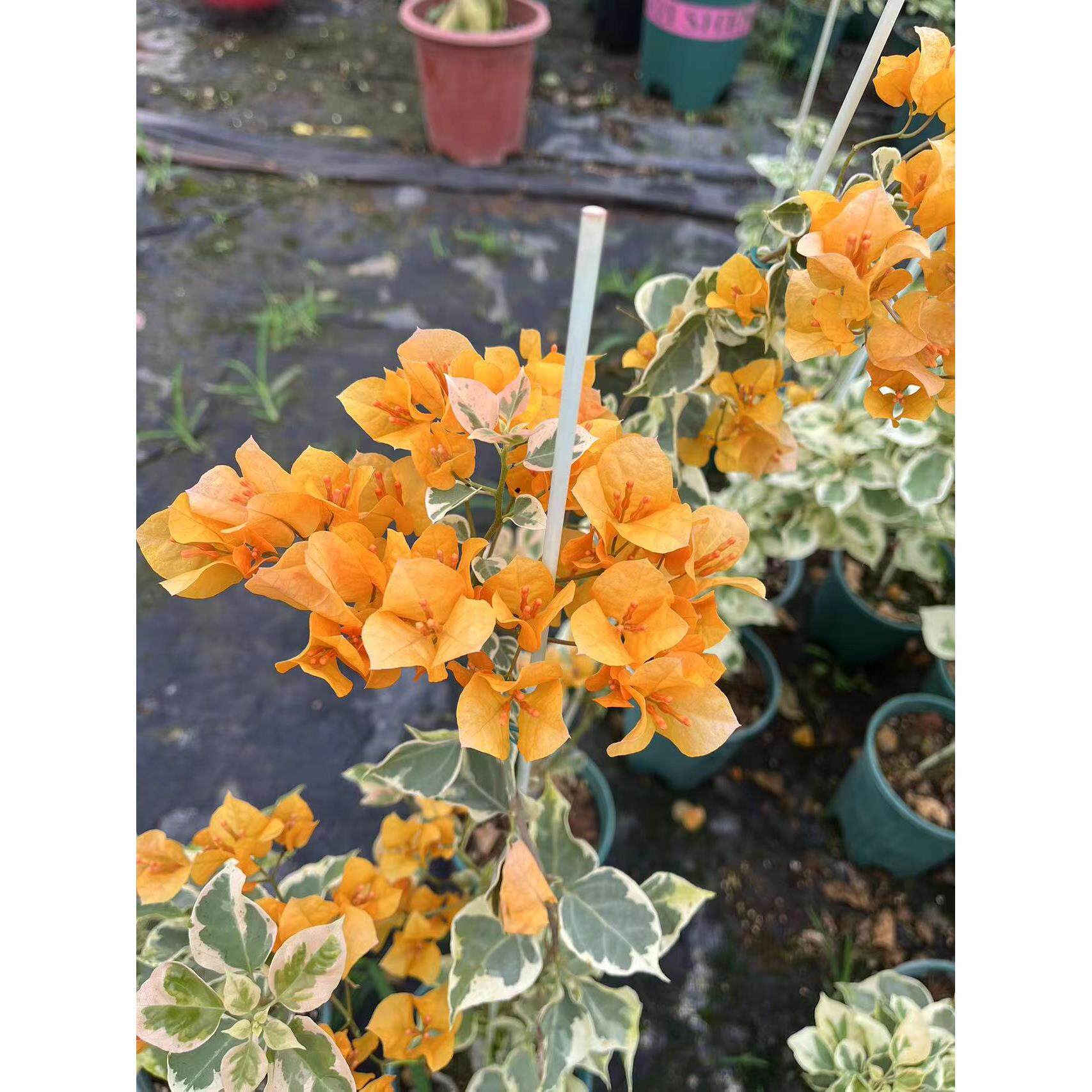 大银边浅黄三角梅新品种嫁接苗藤本植物4季开花