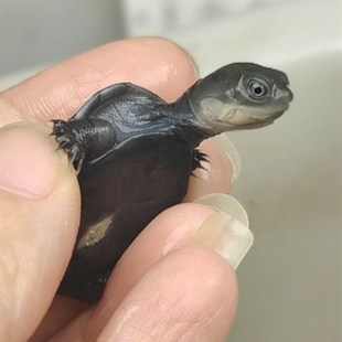 沼泽侧颈龟西非侧颈龟棱背东非深水长颈热带观赏公母苗网红微笑龟