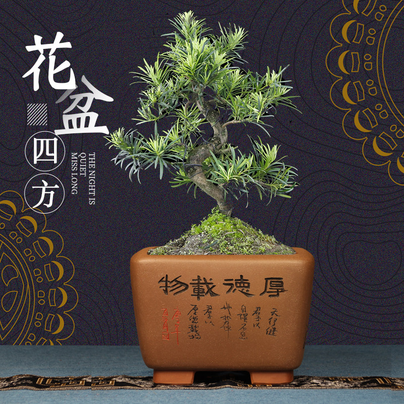 精品紫砂大口径四方君子兰盆兰花盆金弹子树栽盆景盆多肉花盆陶瓷,鲜花速递/花卉仿真/绿植园艺,花盆,淘宝优惠券,粉丝福利购,淘宝优惠卷