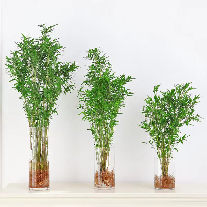 室内水培米竹盆栽带根观音竹 易养护桌面观叶植物透明直筒植栽