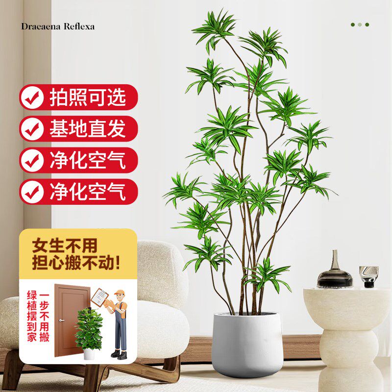 百合竹客厅真绿植室内大型盆栽绿色植物金边百合树龙血树轻奢好养