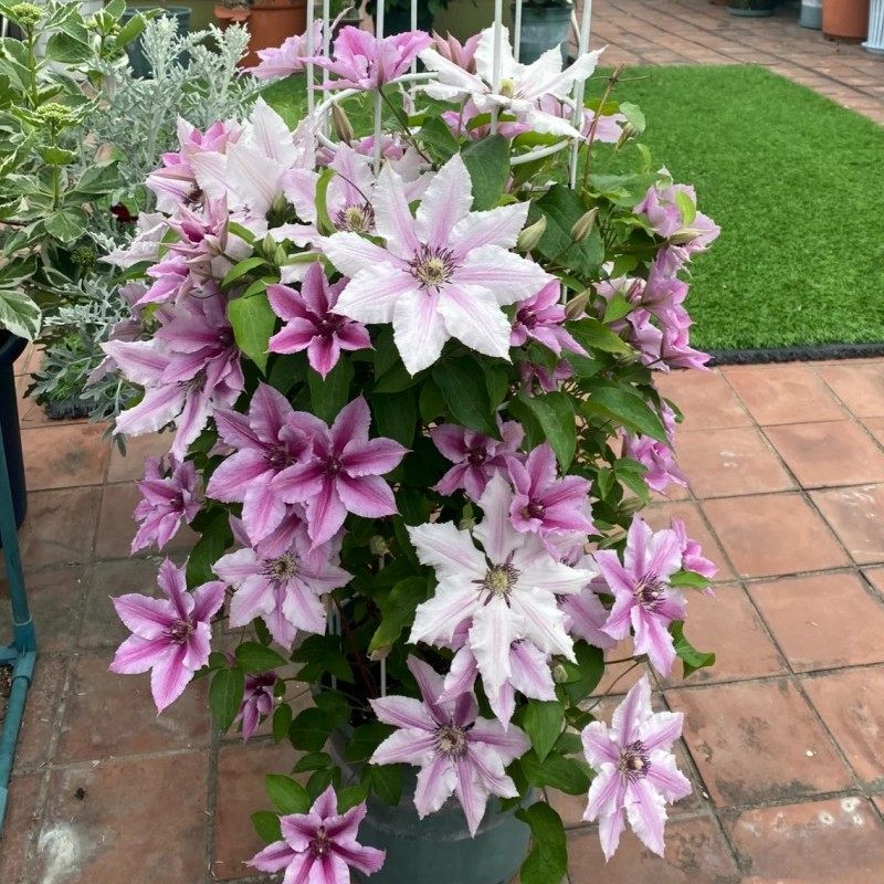 【1加仑】铁线莲大苗爬藤植物盆地栽乌托邦魔法喷泉藤本带花苞卉,鲜花速递/花卉仿真/绿植园艺,绣球/木绣球/木本植物,淘宝优惠券,粉丝福利购,淘宝优惠卷