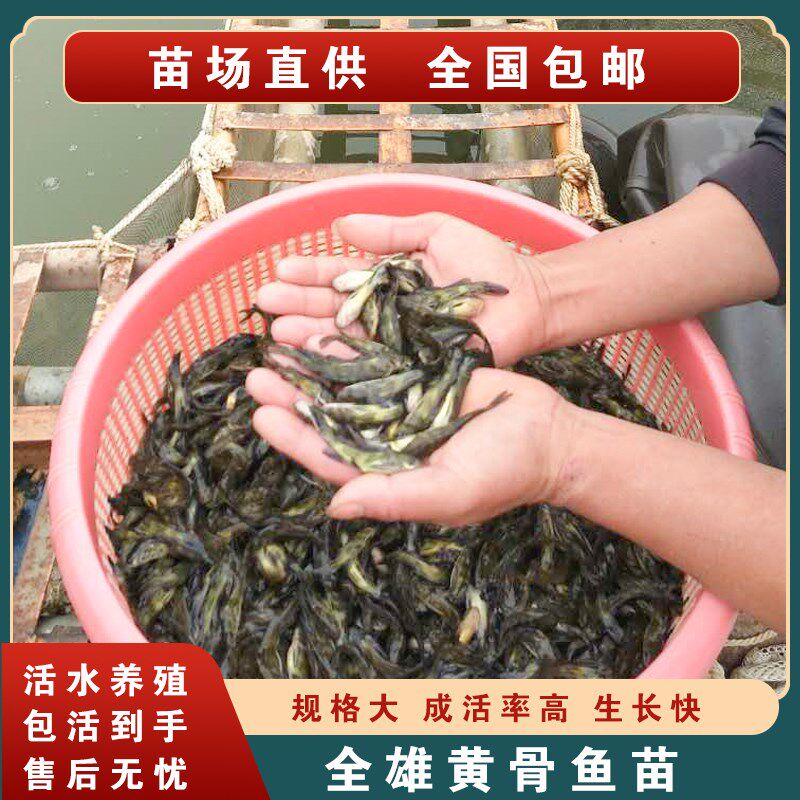 黄骨鱼苗 黄辣丁 黄颡鱼 昂刺鱼苗 黄角丁 黄丫头 嘎鱼苗包邮包活