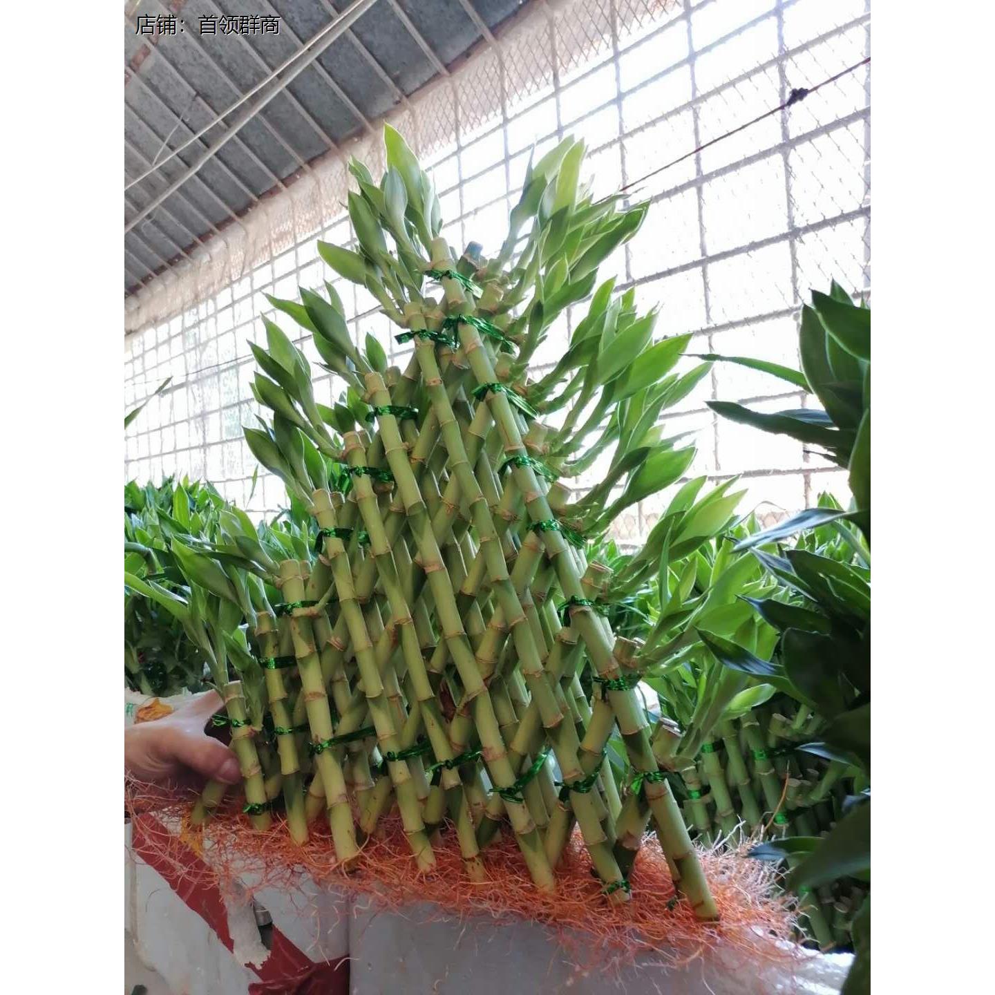 聚财竹节节高金字塔富贵竹塔水培植物室内盆栽花卉盆景净化空气好