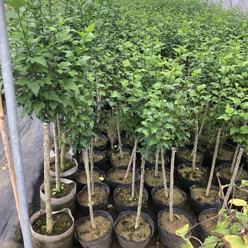 蓝莓冰沙棒棒糖树形重瓣木槿花树苗蓝紫色盆栽阳台庭院花卉绿植物