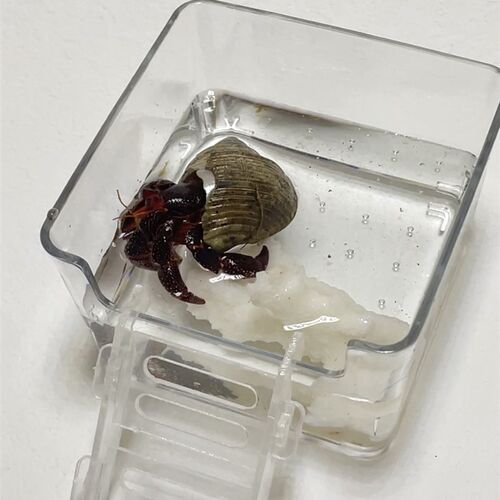 寄居蟹亚克力高透水盆大号小号泡澡盆浴缸方形鱼缸垫脚防溺水爬梯