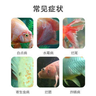 亚甲基蓝观赏鱼白点病锦鲤水霉病血鹦鹉专用鱼缸水族养护预防