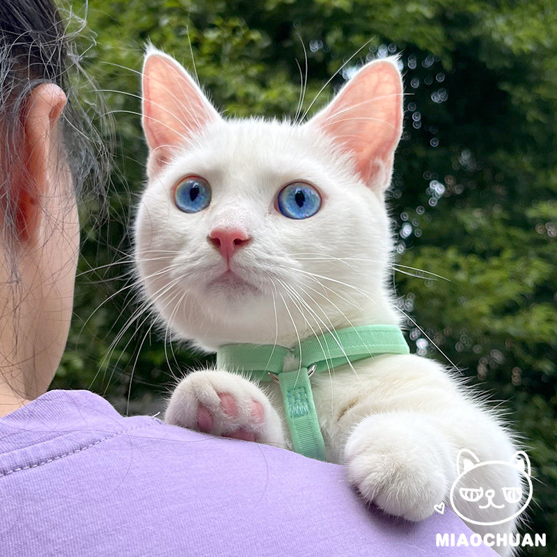 喵川铺子猫咪牵引绳防挣脱猫咪专用透明背心式遛猫绳子外出链,宠物/宠物食品及用品,猫牵引绳,淘宝优惠券,粉丝福利购,淘宝优惠卷