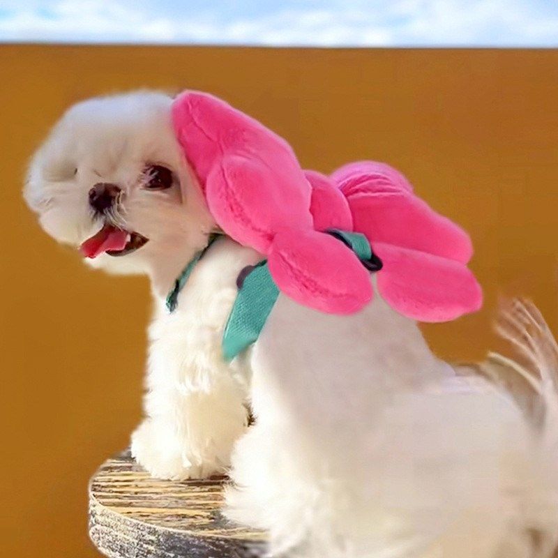 猫咪牵引绳狗狗胸背带蝴蝶结小型犬猫胸背带金渐层防挣脱外出绳子,宠物/宠物食品及用品,猫牵引绳,淘宝优惠券,粉丝福利购,淘宝优惠卷