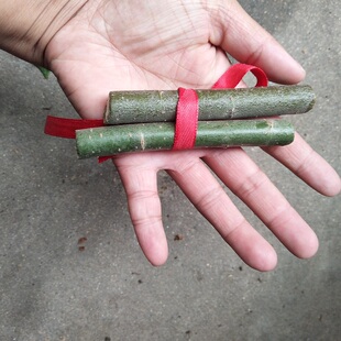 新鲜现剪柳树枝 柳条 柳木婴儿夜晚哭泣孕妇随身携带