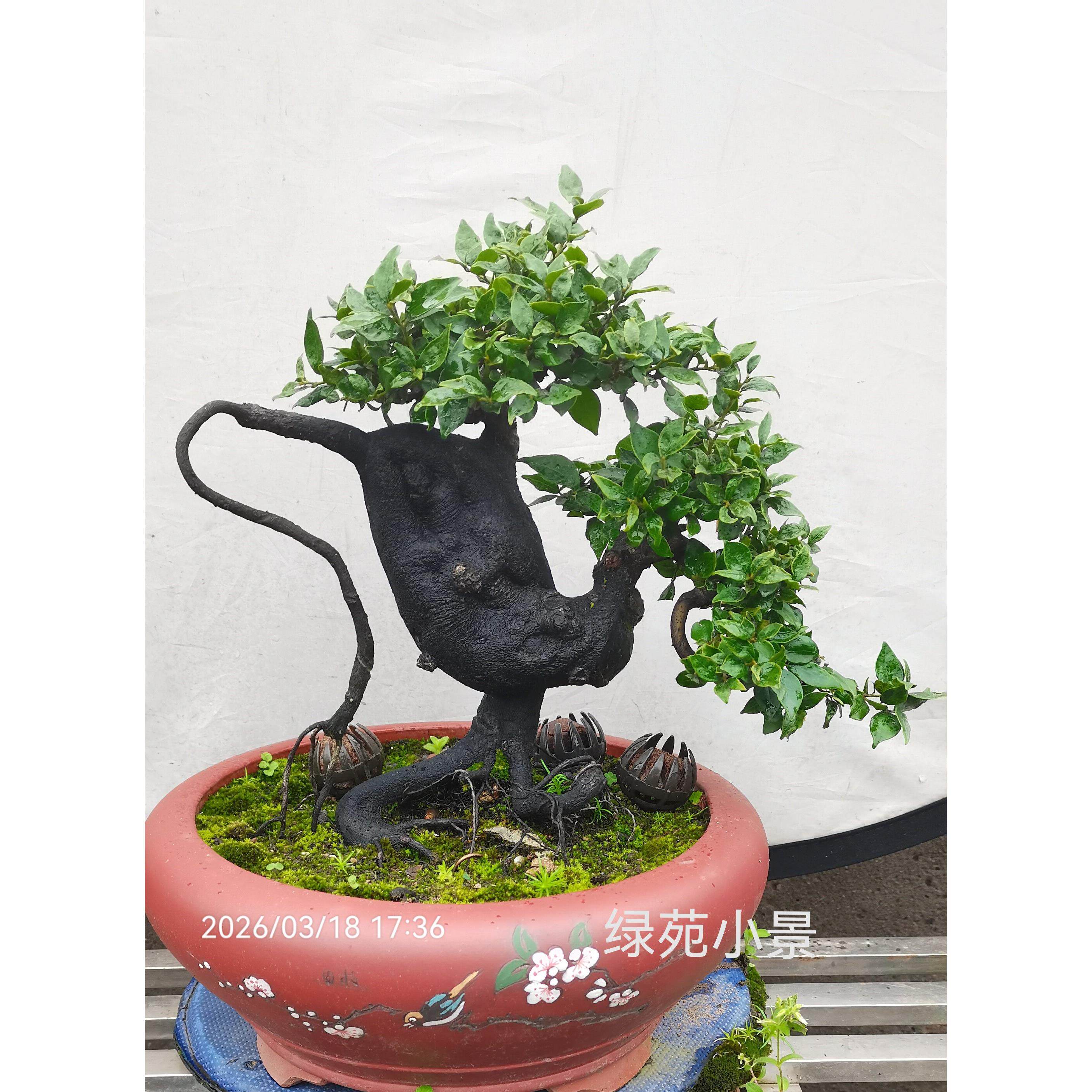 金弹子小精品盆景,红芽米叶茶台办公桌带果盆景一物一拍