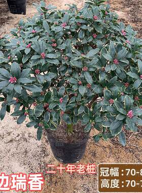 耐寒瑞香花金边瑞香盆栽办公室浓香型带花苞室内老桩花卉植物庭院