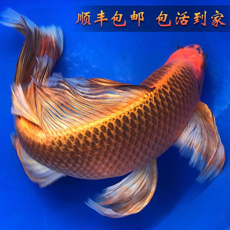 火凤凰锦鲤 冷水龙凤观赏鱼