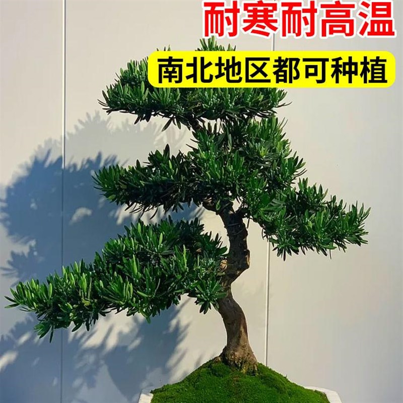 罗汉松树苗盆景小叶雀舌室外庭院地栽盆栽大树造型树桩名贵绿化苗