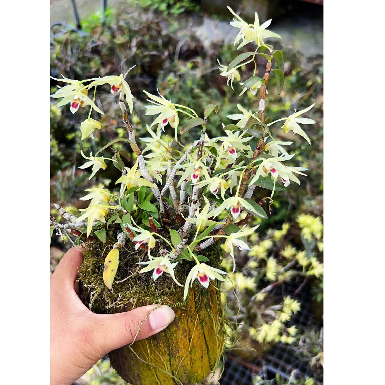 【一物一拍】雁荡山铁皮石斛兰 带木桩盆栽吊兰盆景