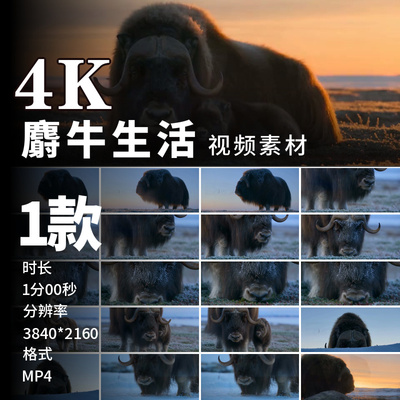 高清极地冻土麝牛群苔原牛崽晨雾落日雪原野生动物视频素材