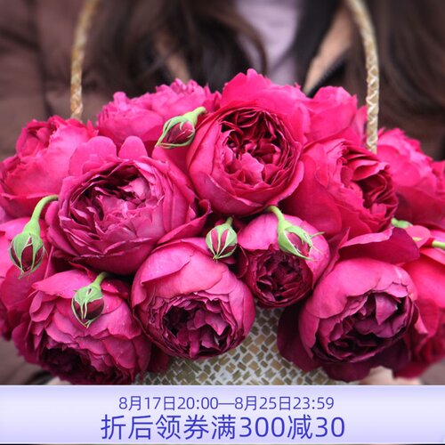 惠惠的花圃 直立切花月季 (秋日胭脂3升盆) 四季开花浓香月季