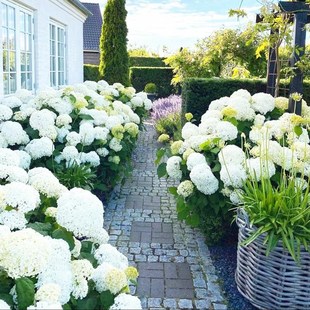 无敌贝拉安娜绣球花苗耐寒耐晒大花木绣球庭院绿植香草草莓石灰灯