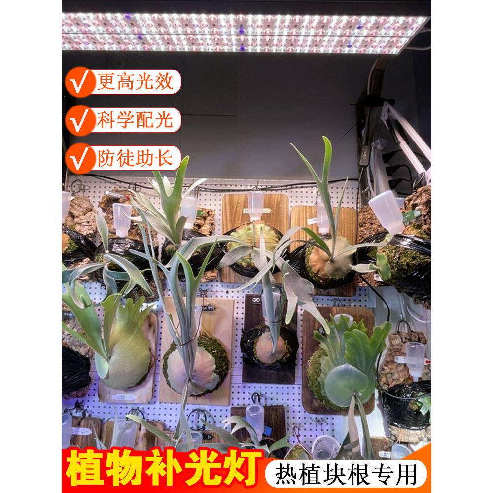 植物灯T36多肉补光聚光灯镜头全光谱模彷阳光室内家用T18植物灯