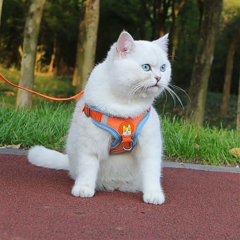 猫咪牵引绳防挣脱外出专用背心式胸背带不勒脖宠物可调节遛猫链子,宠物/宠物食品及用品,猫牵引绳,淘宝优惠券,粉丝福利购,淘宝优惠卷
