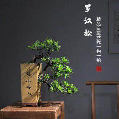真树新迎客松老桩中式造型罗汉松盆栽办公室室内玄关悬崖客厅盆景