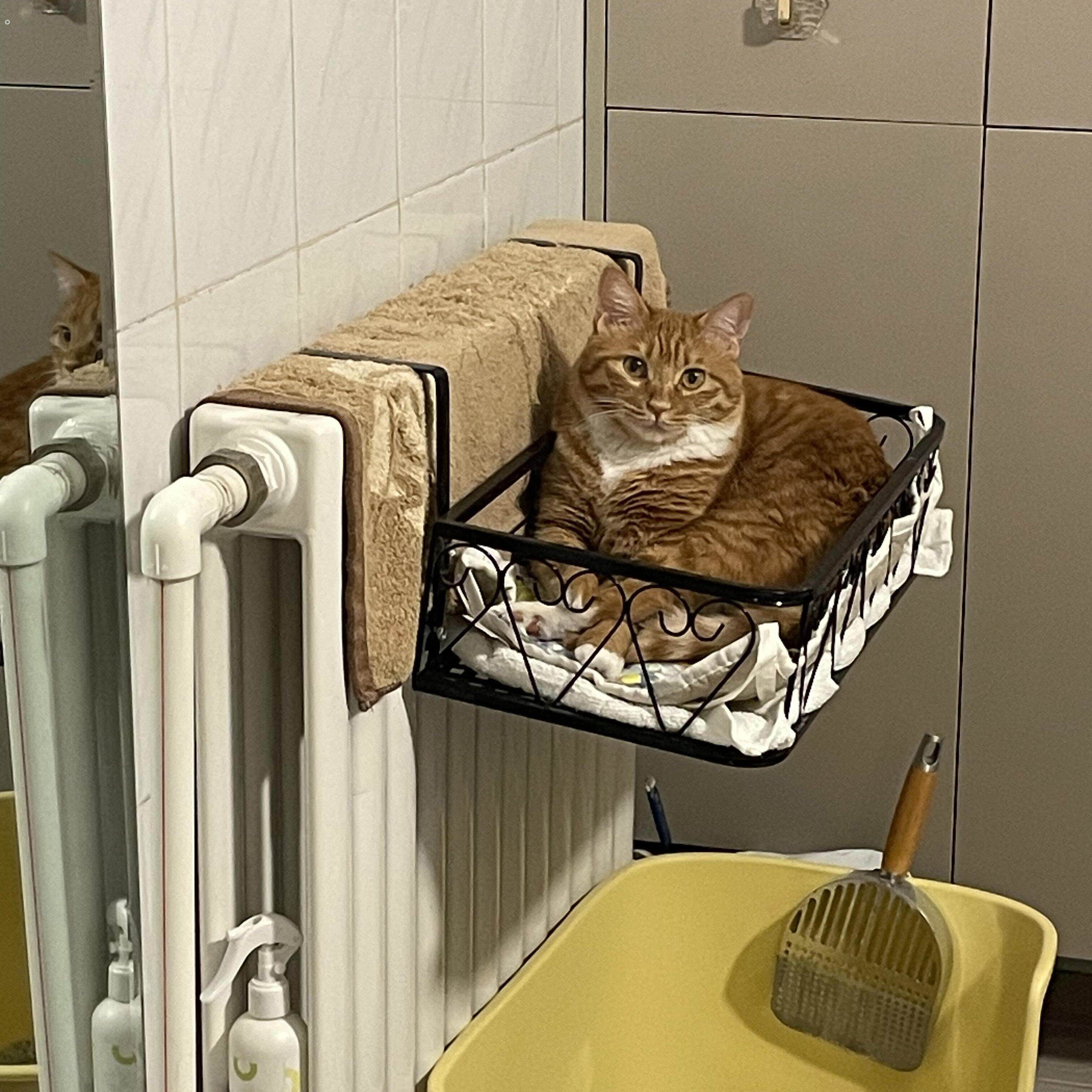 悬挂式猫窝四季通用宿舍家用暖气片旁猫吊床冬季阳台晒太阳猫爬架