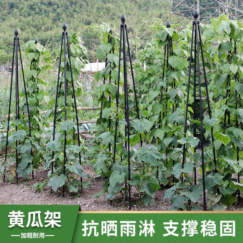 园艺爬藤花架四角爬藤架阳台植物攀爬豆角黄瓜架子铁线莲花支架子