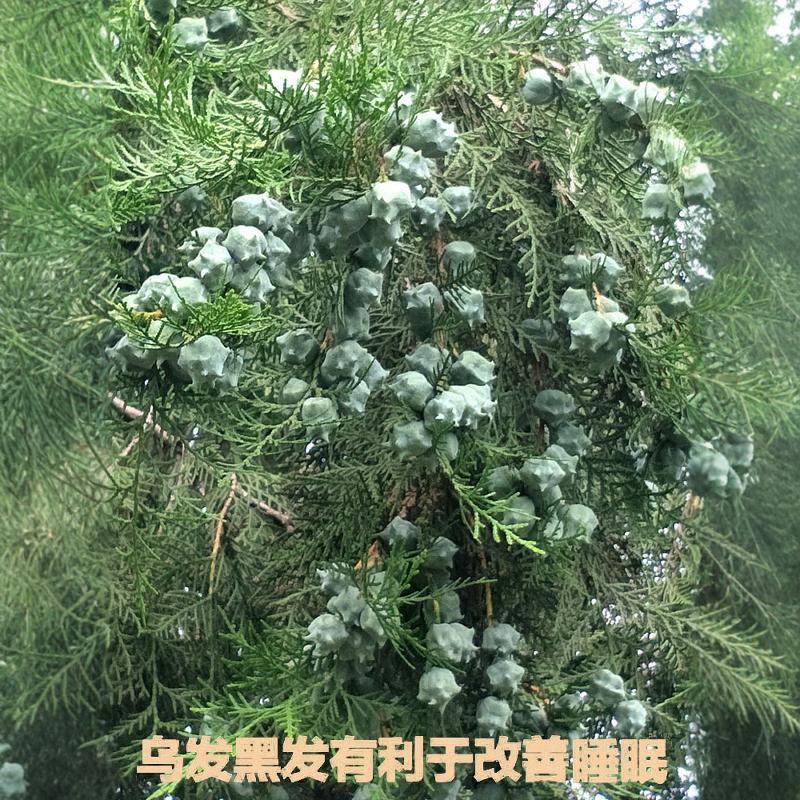 柏壳柏籽中药填充乌发变黑修复护颈椎助睡眠安神舒适成人枕头单人