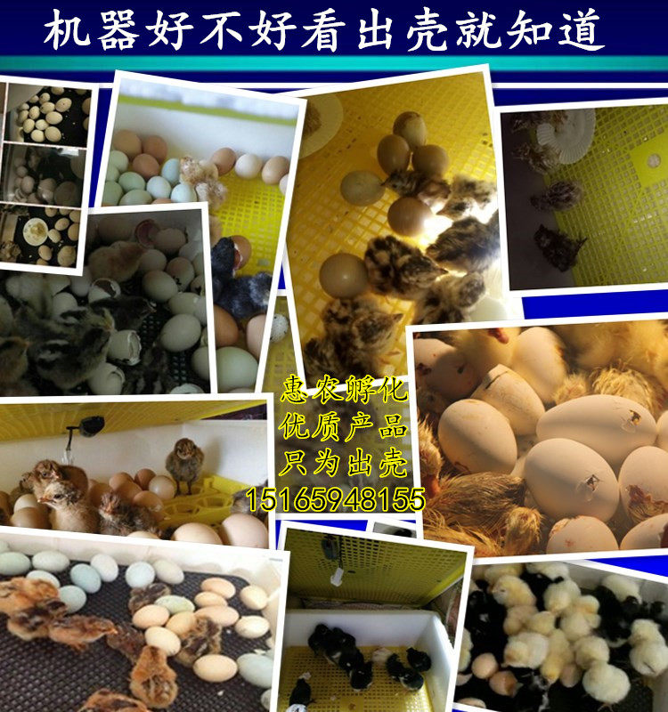 简单孵化器保温箱全自动孵化机小型小鸡浮蛋机雏鸡保温箱鹅卵抱鸡