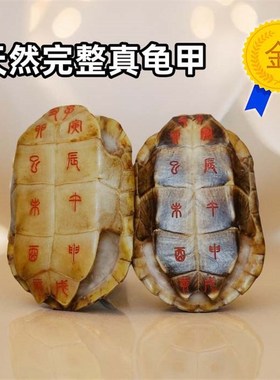 天然乌龟壳真龟甲刻字六爻龟甲占中华草龟壳王八壳完整送铜钱配件