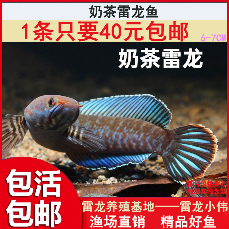 奶茶电龙鱼苗幻红幻彩红宝石蓝宝石幻蓝眼镜蛇鬼王锦鲤观赏凶猛鱼