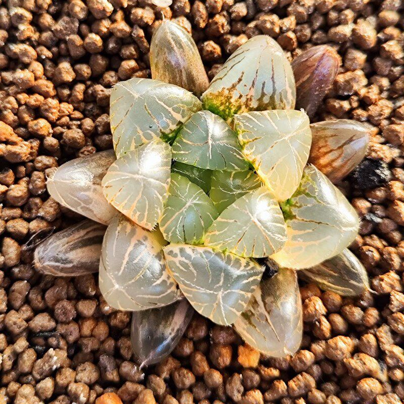 十二卷赤线玉露锦5厘米,实物拍照,带盆土发货,包邮。