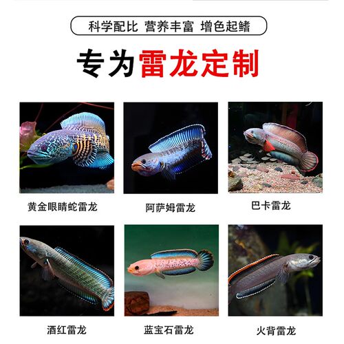 雷龙鱼饲料高钙高蛋白起鳍增色鱼粮眼睛蛇阿沙姆奶茶七彩雷龙鱼粮