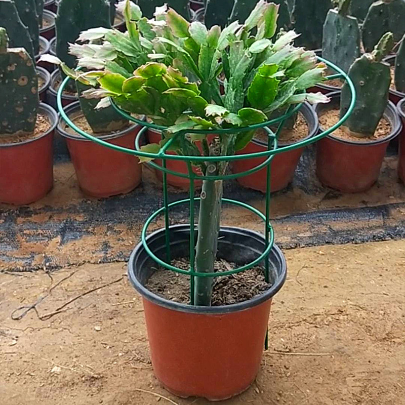 蟹爪兰花架支架绿植单层花托嫁接焊接花架高34cm直径15-20-30cm