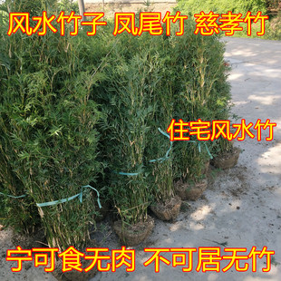 竹子苗 慈孝竹苗孝顺竹 凤尾竹苗米竹苗罗汉竹佛肚竹紫竹庭院竹类
