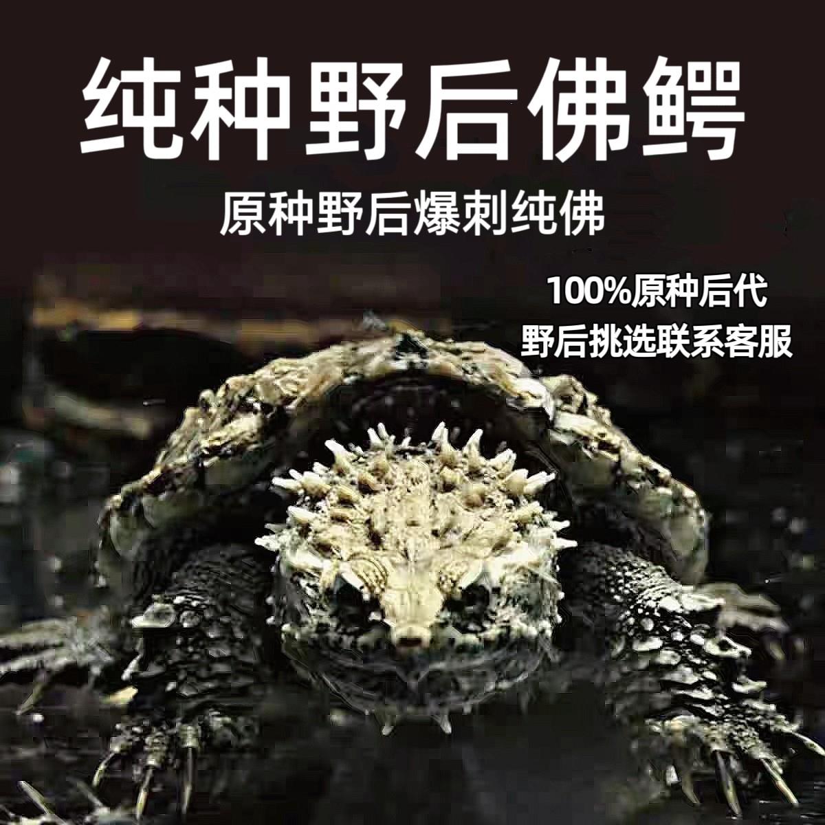 原种爆刺佛鳄高背头大爆刺纯正佛鳄观赏性高好养活体观赏宠物龟龟