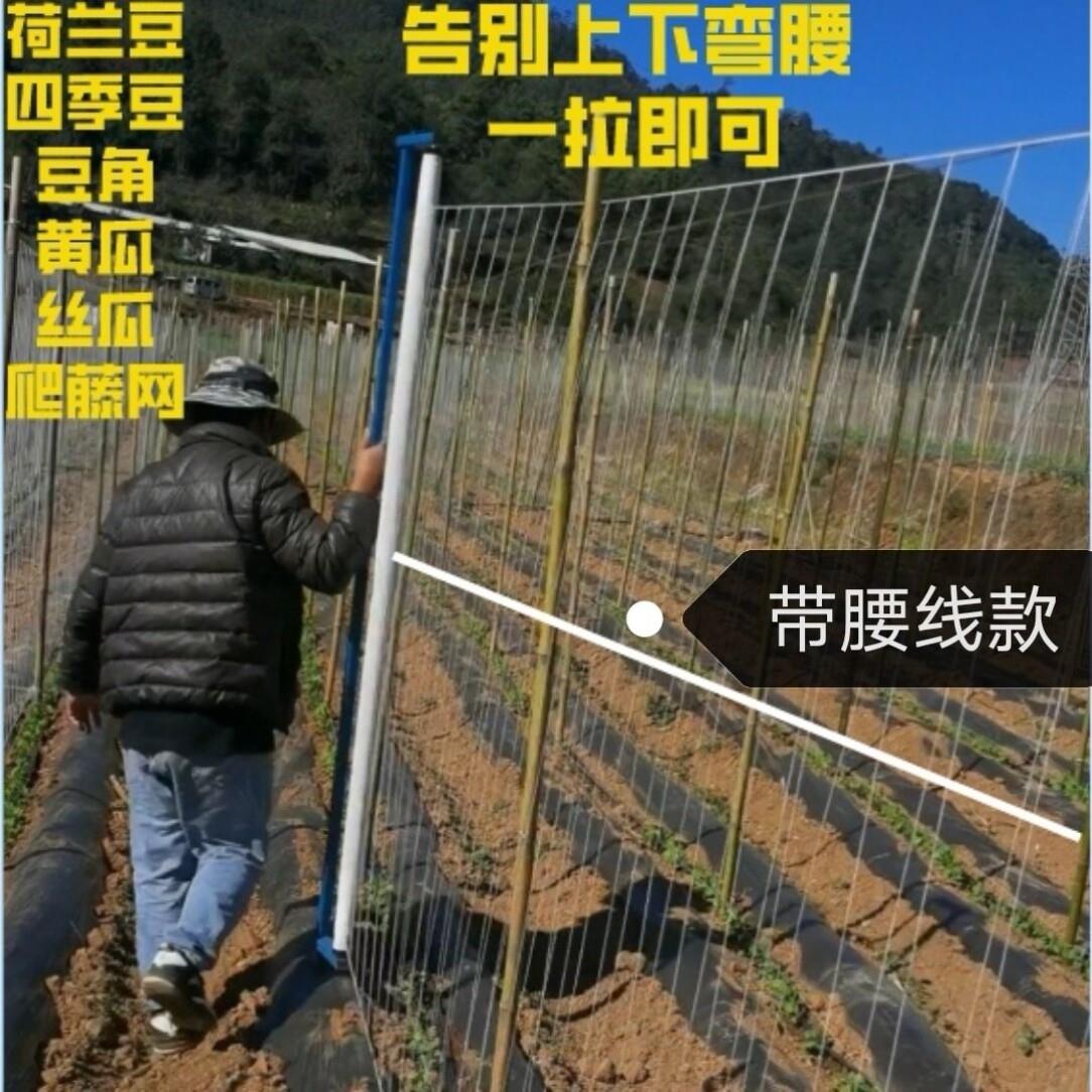 豆乐爬藤网荷兰豆新型新款竖线四季豆豆角豇豆豌豆植物直线带腰线