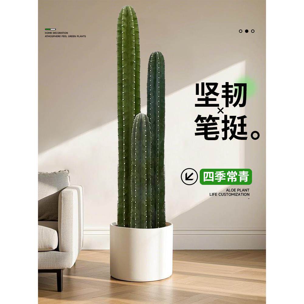 量天尺仙人柱盆栽绿植高级感客厅室内大型植物好养四季仙人掌多肉