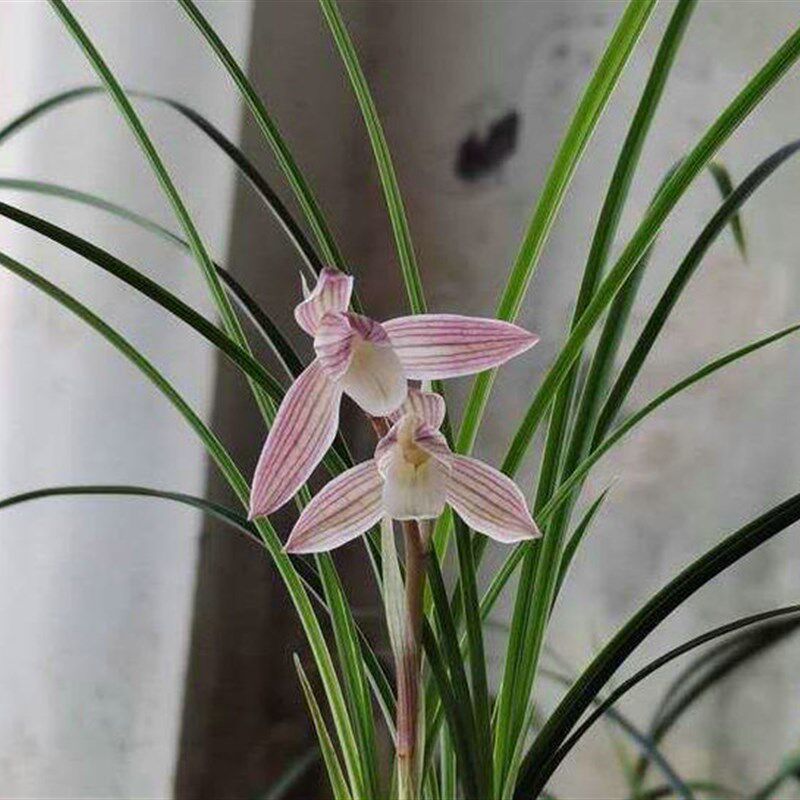 人面桃花红满天粉荷莲瓣兰名品叶姿优雅动人