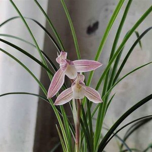 人面桃花红满天粉荷莲瓣兰名品叶姿优雅动人