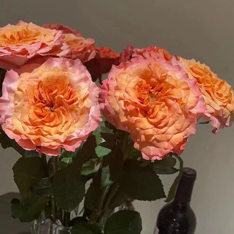 火灵鸟玫瑰鲜花喜庆热烈大波浪花型容易开炸花艺办公家庭花瓶插花