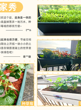 阳台草莓专用长方形种植盆网红挂式花盆塑料种菜霍伦盆栽家庭室外