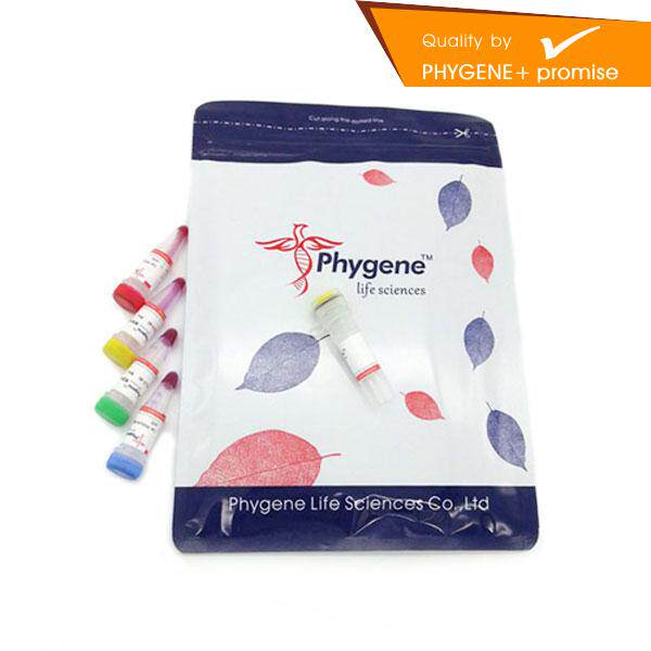 PH0642 T4 DNA Ligase T4 DNA连接酶 100u Phygene