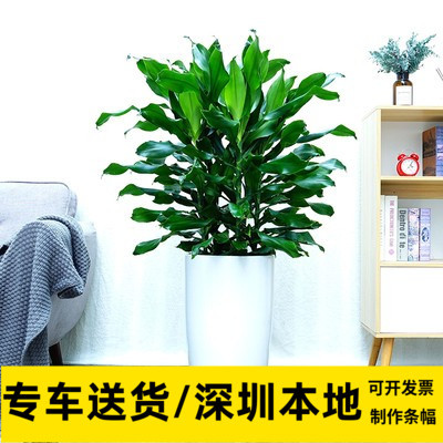 深圳免费配送螺纹铁大型绿植室内办公室客厅书房净化空气常青花木