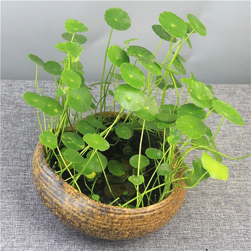 多肉花盆 陶瓷手工无孔水培铜钱草绿萝睡莲水仙桌面古朴复古大号