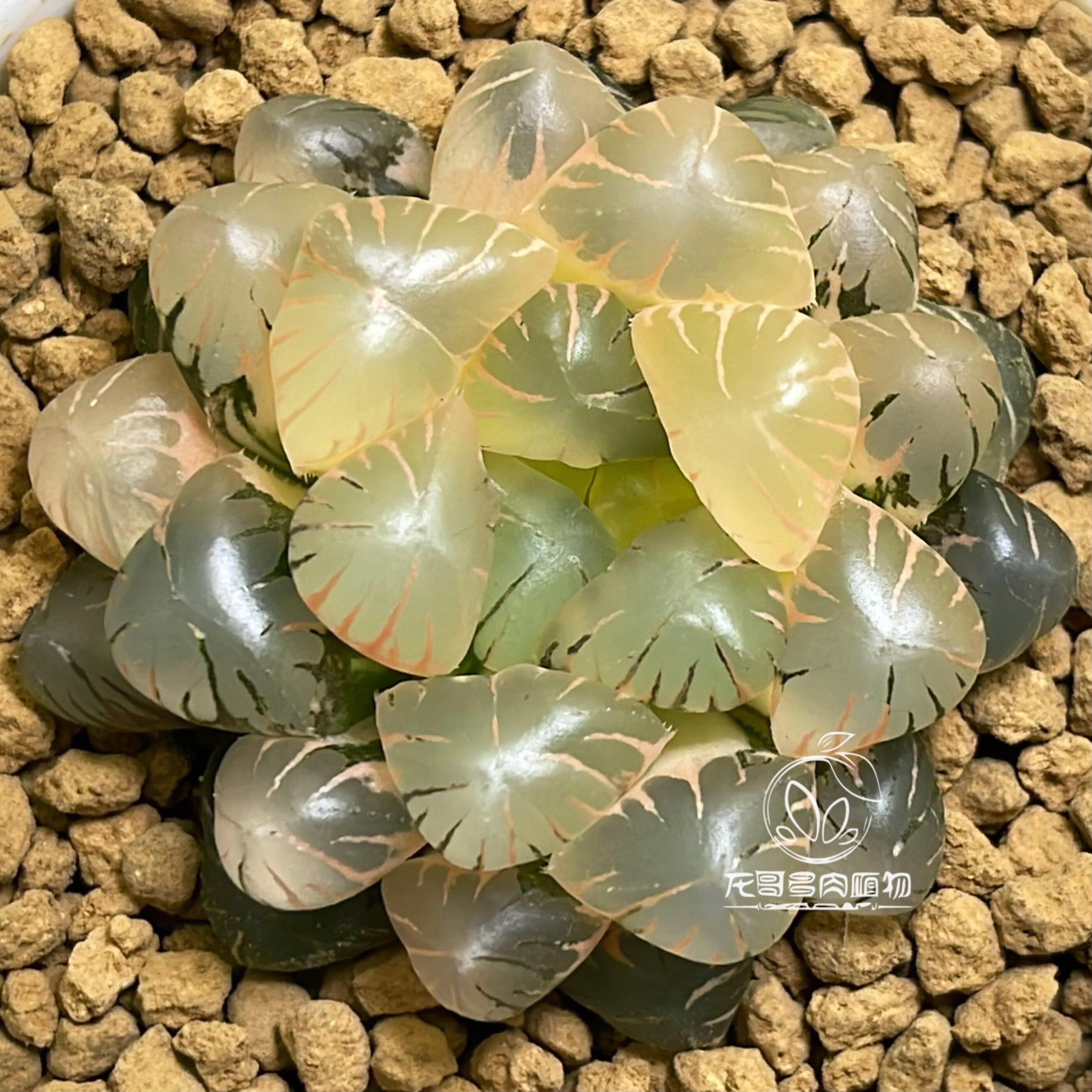 OB1冰灯紫肌玉露锦 潘灯大紫十二卷多肉植物一物一拍