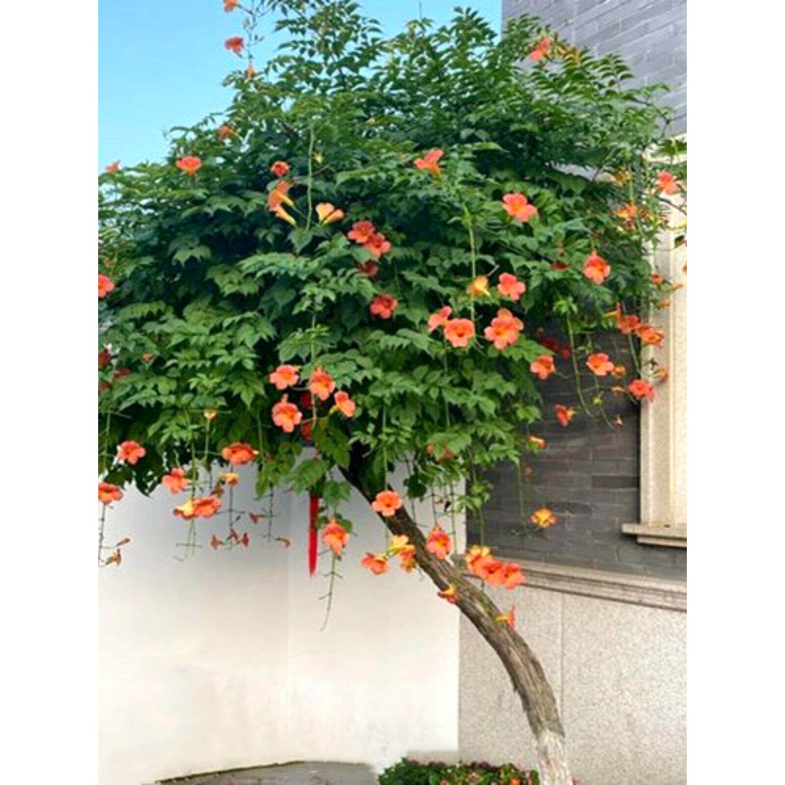 凌霄花苗爬藤植物四季开花耐寒耐热炮仗花苗阳台庭院花植物凌霄花