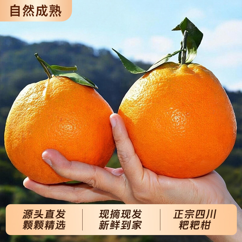 【现摘现发】四川正宗耙耙柑新鲜当季水果产地直发包邮